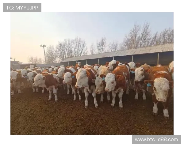 详细分析尊龙凯时Z6最新版的使用技巧，让生活更加智能与便捷